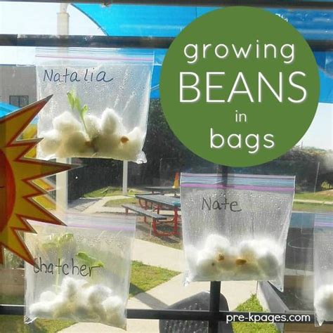 Childrens bean window activity